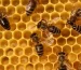 пчелоинвентарь