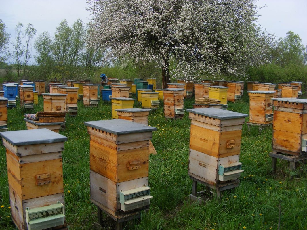 Разведение маток пчел на пасеке