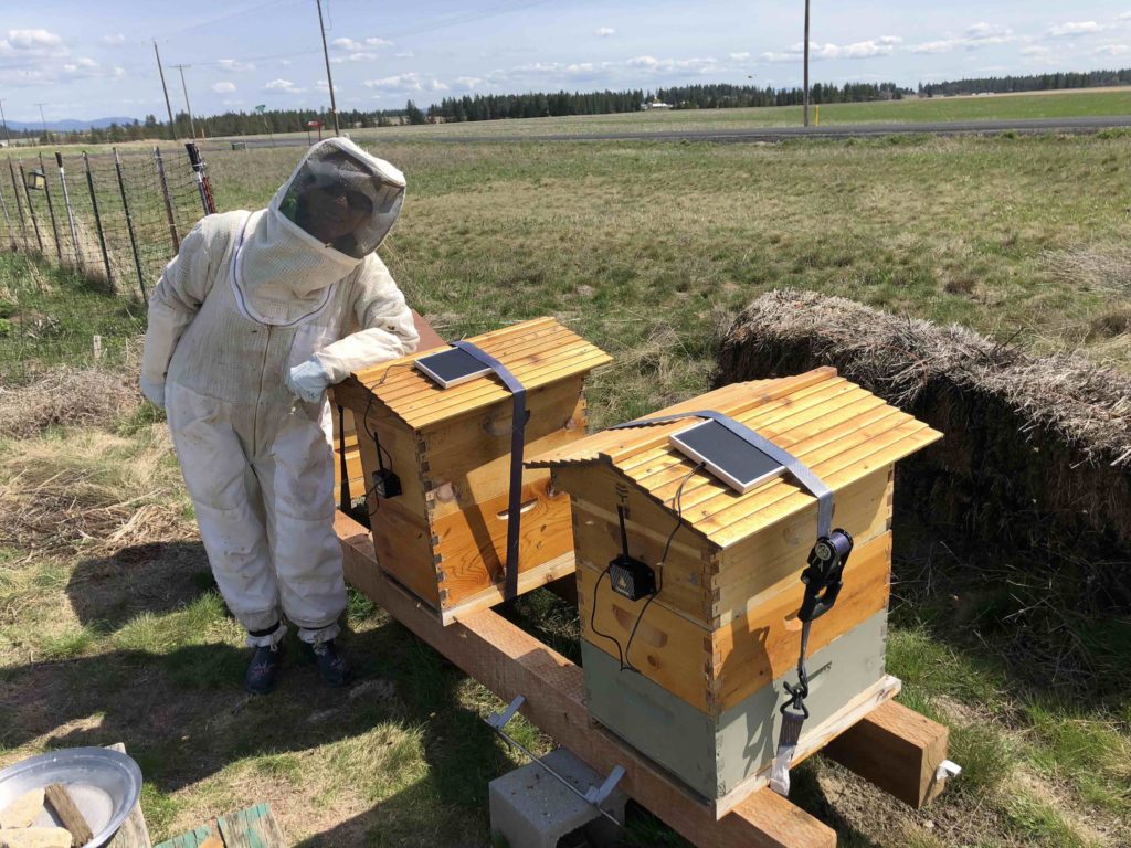пчеловодство инновация