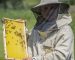 Советы пчеловода